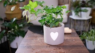 English Ivy (Hedera Helix) Care & Growing Guide - Plant Mom Care