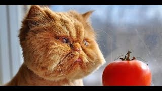Лучшие приколы с котами 2018. Смешные кошки 2018. Приколы с животными и детьми.