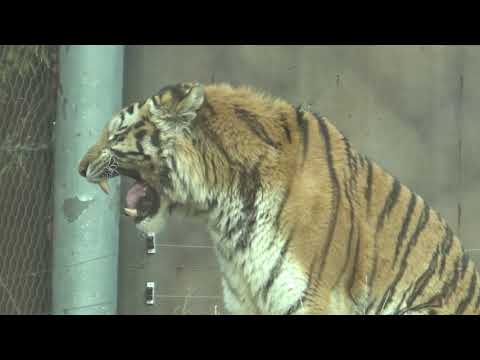 The sound of beasts roaring ASMR. Jaguar roar,Tiger roar,Lion roar,Leopard roar,Hawk roar,Eagle roar