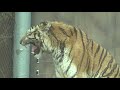 The Sound Of Beasts Roaring ASMR Jaguar Roar Tiger Roar Lion Roar Leopard Roar Hawk Roar Eagle Roar