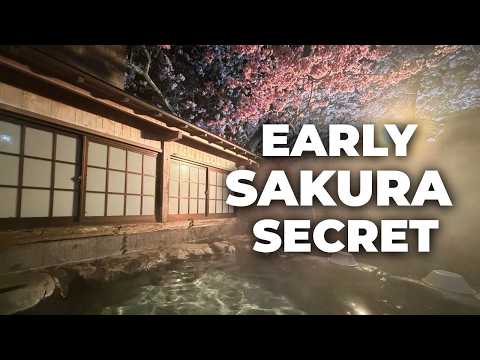 ♨Japan’s Sakura Timing Secret | A Ryokan Strategy Guide