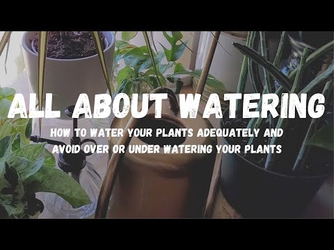 HOUSEPLANT 101 | How to water your plants. The basic watering guide.