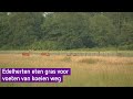 Edelherten eten gras voor voeten van koeien weg