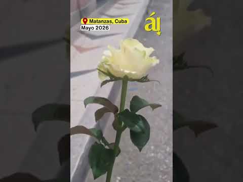 Ponerle una rosa blanca a José Martí: un tributo que cuesta 300 pesos en Cuba