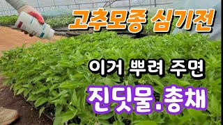 고추 심기전 진딧물.총채 벌레 이거면 확실한 예방