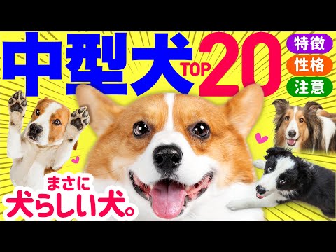 , title : '【2023年最新】中型犬 人気ランキングと解説❤️性格や飼いやすさも紹介！'