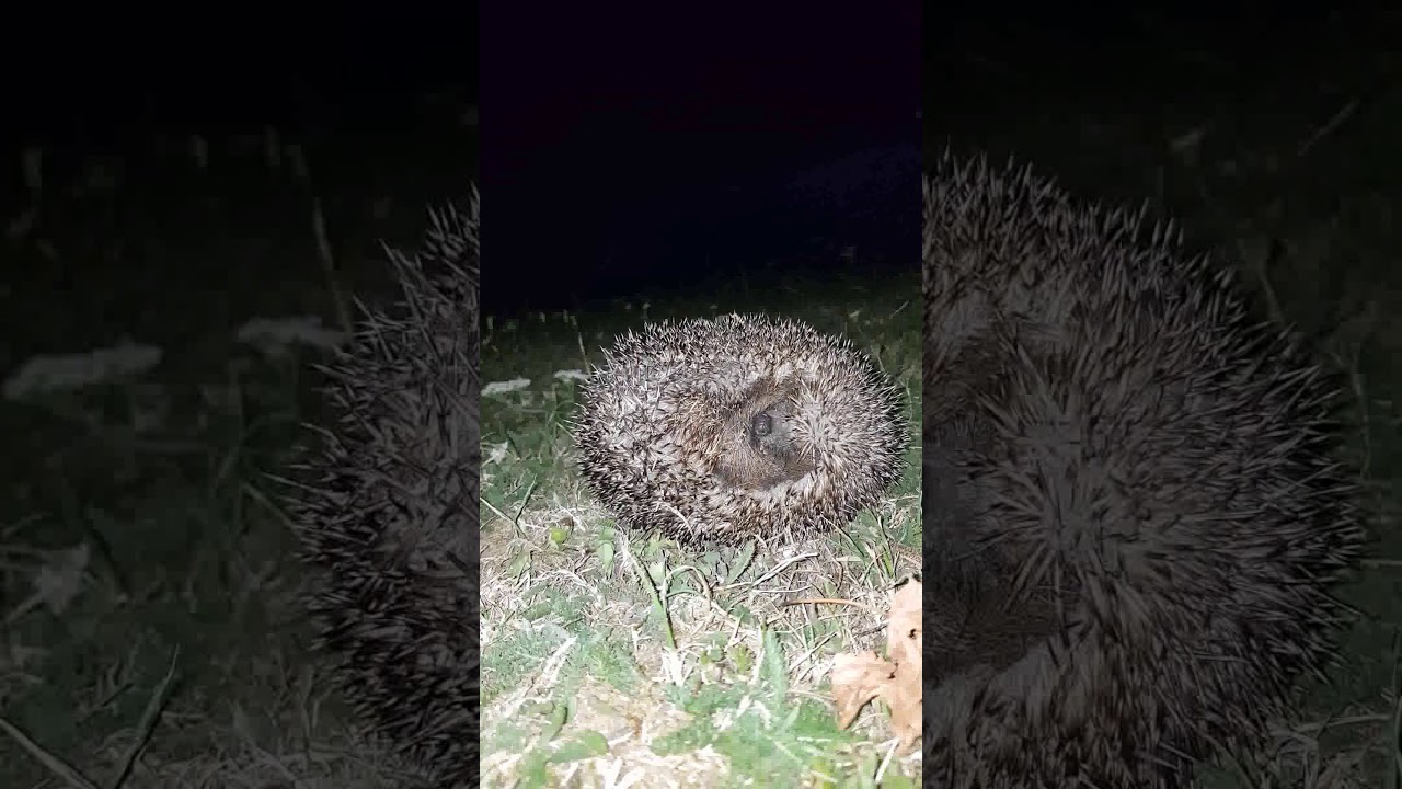 Timelapse VideoCap — Jour 4