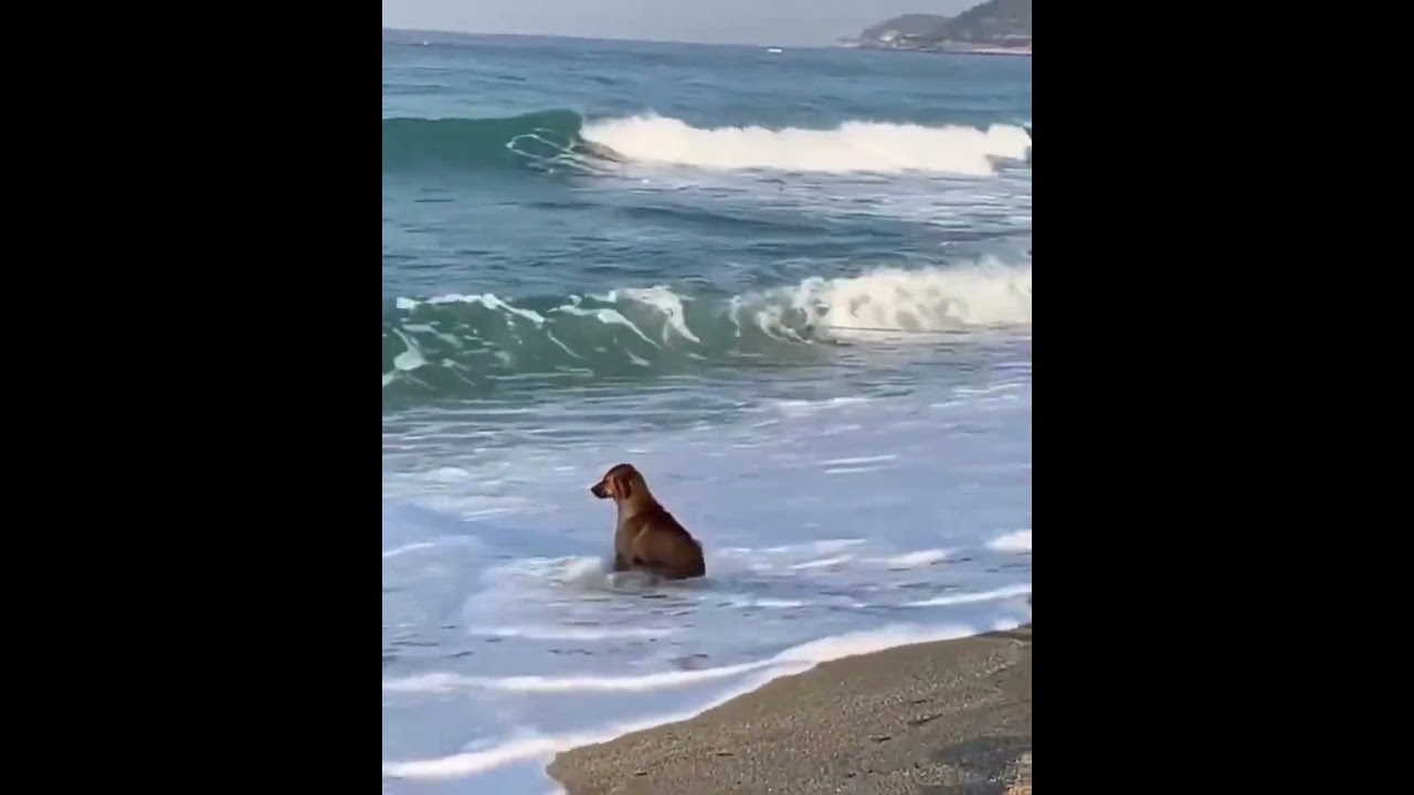 dog sitting by the beach thinking|| template collection|| #templates