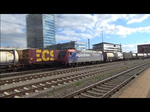 482 Alpäzähmer in Singen