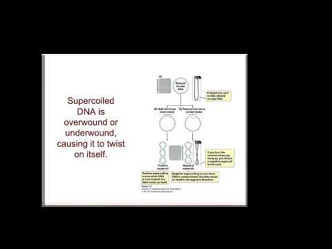 Chapter 11 Chromosomes and Organalles