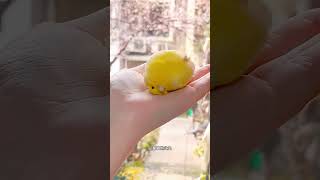 Esse é o Pássaro mais Fofo do Mundo 😍❤️