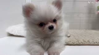 ハーフ犬の動画01