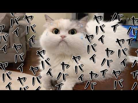 Tsukushi did something unbelievable in the living room...