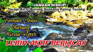 Download lagu Natural Forest Bird & Water Sound Therapy – For All Types of Songbirds to Boost Singing Performance mp3