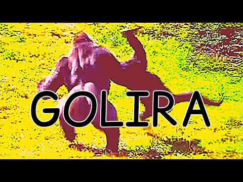 Gorilla Tag Codes – Gamezebo