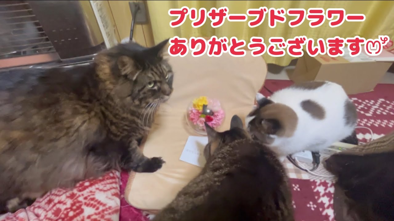 ももちゃんにステキな贈り物♪ありがとうございます(❀ᴗ͈ˬᴗ͈)"