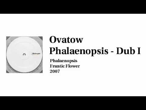 Ovatow - Phalaenopsis Dub I