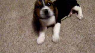 Beagle Basset mix Bagle - Cute puppy's first bark.