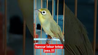 Download lagu Pleci Lombok ( Kecial Lombok ) Hancur Lebur Tetep JOS‼️#short | PEPADU KECIAL mp3
