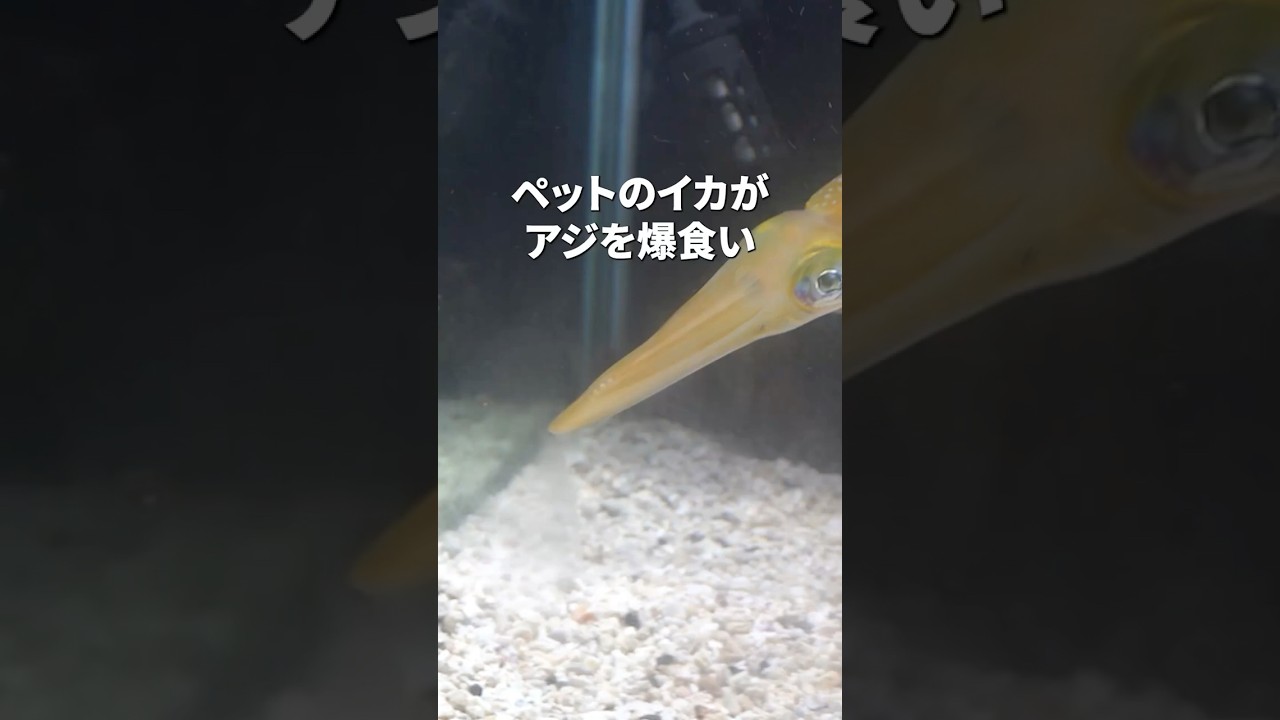 釣ったイカを餌付けして飼育してみた　#fishing #アオリイカ #shorts #squid #エギング