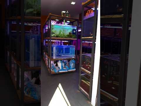 Loja Glub Glub peixes ornamentais, Ituverava-São Paulo. #shortsvideo