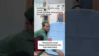 Download lagu Bird treatment and vitamins during the rainy season #chirpingmania #birdcare #muraibatu #birds mp3 Download lagu Bird treatment and vitamins during the rainy season #chirpingmania #birdcare #muraibatu #birds mp3