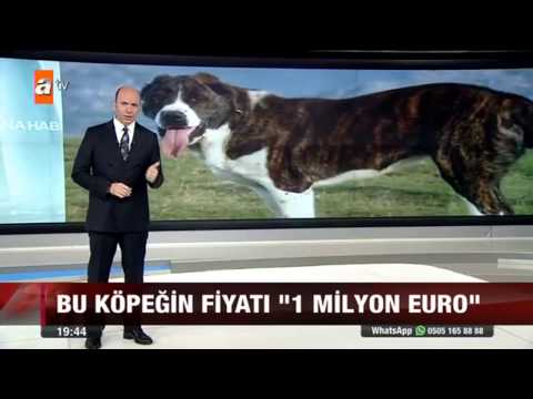 download lagu mp3 mp4 Alabay Yavru Fiyatlar, download lagu Alabay Yavru Fiyatlar gratis, unduh video klip Alabay Yavru Fiyatlar