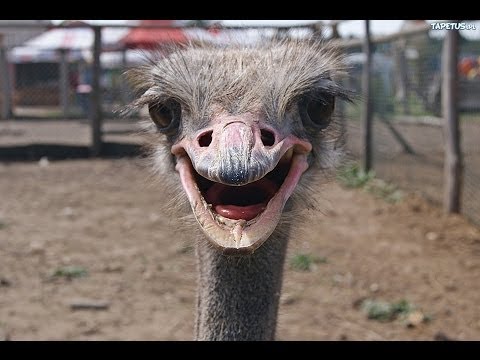 Co zwiedzić - Strusia Farma Kniewo 2014