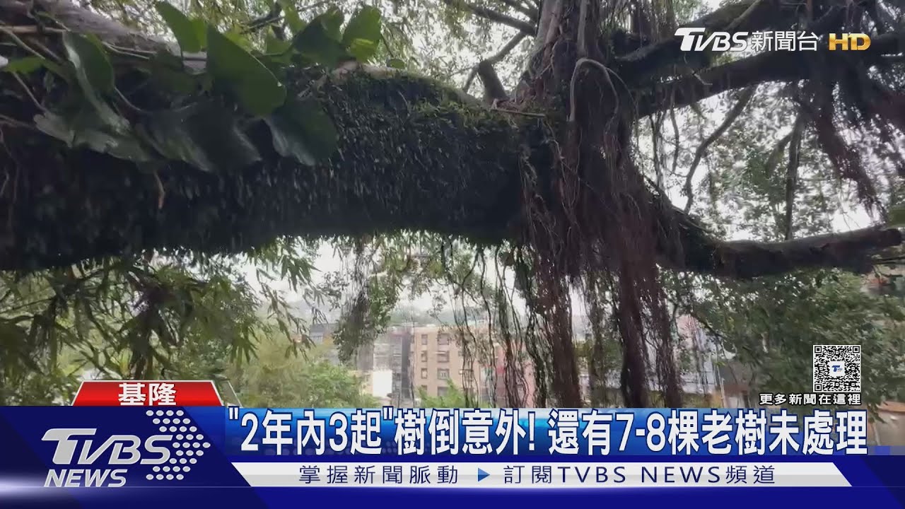 基隆連日大雨! 五十年巨樹倒塌壓毀遮雨棚 重量超過「3.5噸」