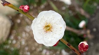 87 Nagaoji Temple Song