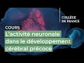 L’activité neuronale dans le développement cérébral précoce... (1) - Sonia Garel (2023-2024)