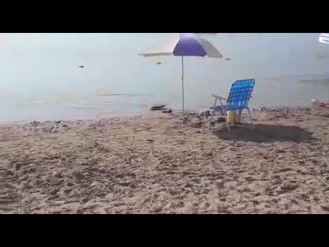 Video: Una anaconda amarilla apareció en las playas del río Paraná y causó pavor entre los turistas