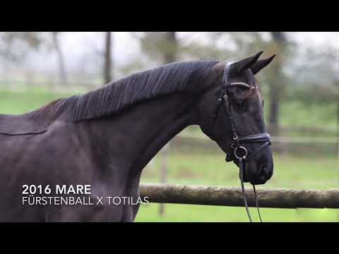 2016 Mare Fürstenball x Totilas