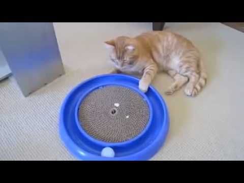 Selbstbeschäftigende russische Katze [Video aus YouTube]