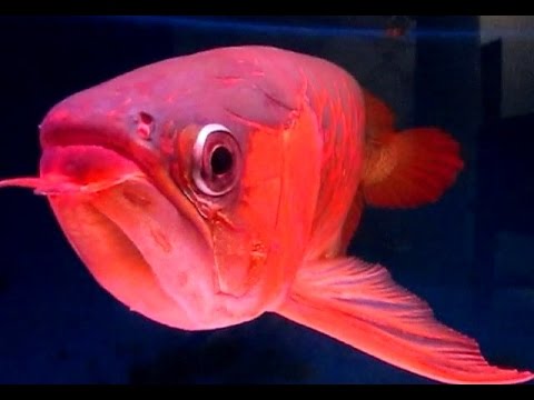 Download Ikan Arwana Termahal Super Red Ikan Hias Tercantik Untuk