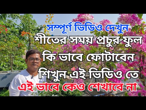 Learn how to make Bougainvillea bloom abundantly from Emperor Debashish Das 🌹💐❤️