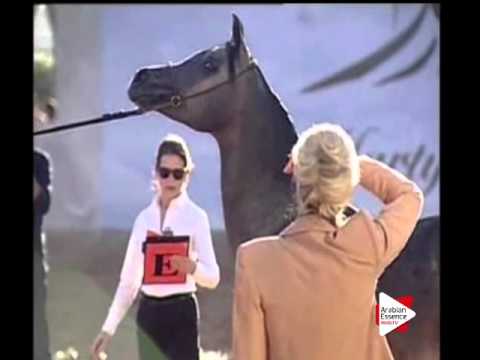 N.180 BADI - Ajman 2016 - Colts 2 years old (Class 8A)