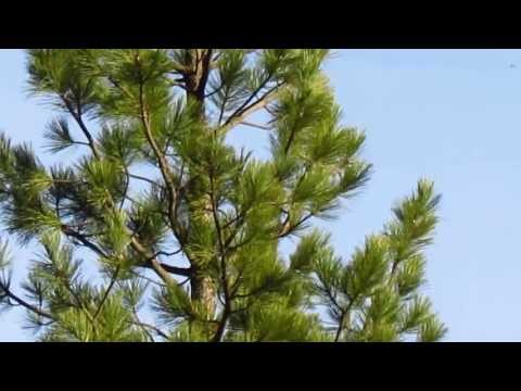 Osprey courtship display above Grayback Gulch, Idaho City April 2013