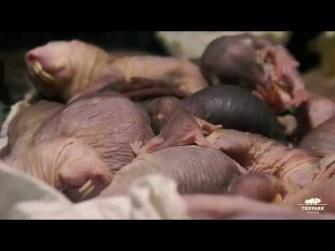 Nachwuchs bei den Nacktmullen im Tierpark Berlin - Naked mole-rat offspring at Tierpark Berlin