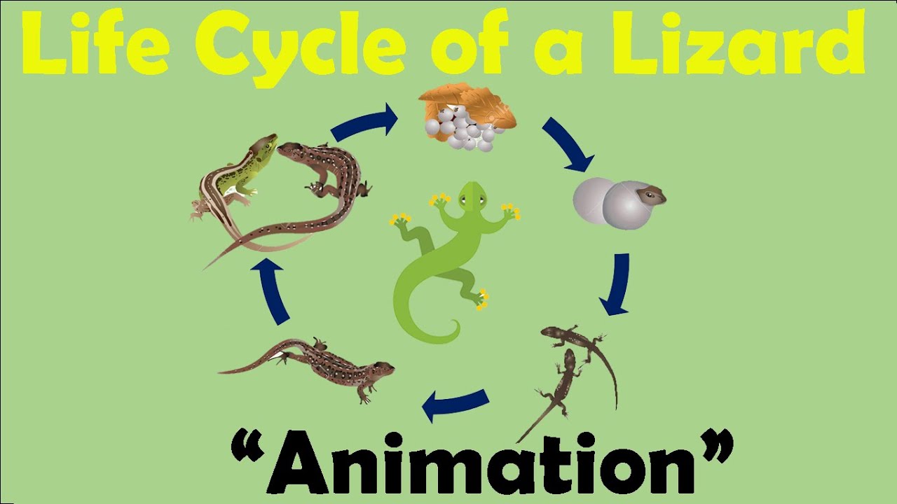 LIZARD LIFE CYCLE | Animation