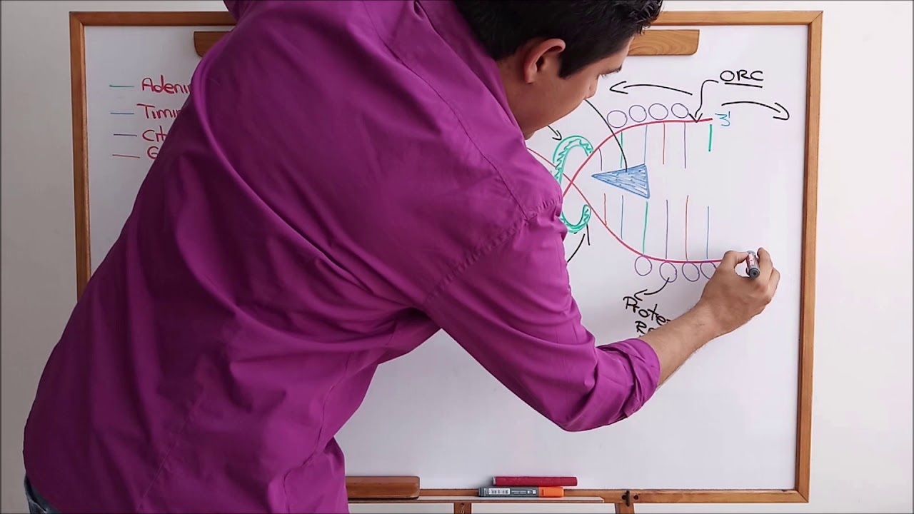 Replicación eucariota del ADN