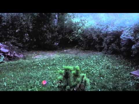 Kissa ja siili hippasilla