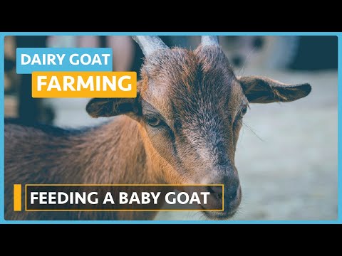 Dairy Goat Farming Lesson 1 Course Outline