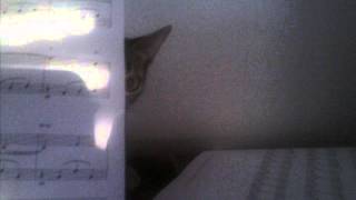 Cover Piano  Días de Colores - Cifu - Celtas Cortos