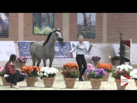 N.55 NAYYER ALBADEIA - Milan 2016 - Colts 2 years old (Class 5)