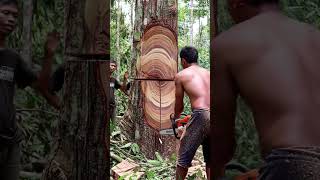 Download lagu Cutting down a big tree and a snake like this gives me goosebumps #woodworking #chainsaw mp3
