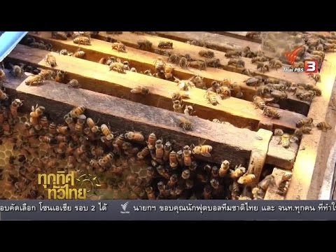 Shishichki เล็ก ๆ บนอวัยวะเพศชาย ผู้หญิงนวดยื่น