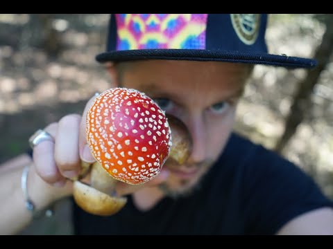 5 TOP TIPS for MUSHROOM foraging beginners!!!