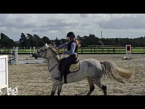 Connemara Pony - Image 2