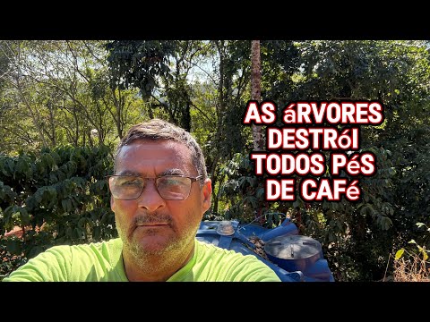 Consórcio de árvore com café Clonal isto não funciona veja o vídeo 